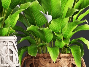 spathiphyllum plant 3D Model