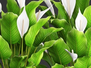 spathiphyllum plant 3D Model