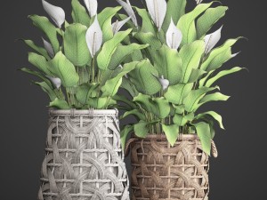 spathiphyllum plant 3D Model