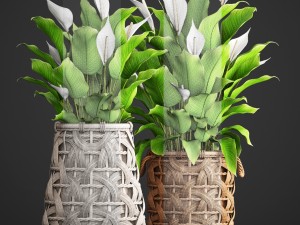 spathiphyllum plant 3D Model