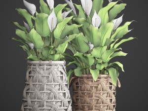 spathiphyllum plant 3D Model
