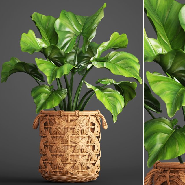 tropical plant in pot Modello 3D .c4d .max .obj .3ds .fbx .stl .blend 