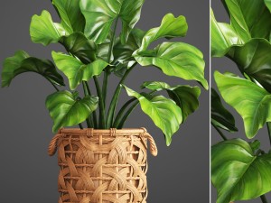 tropical plant in pot 3D Model