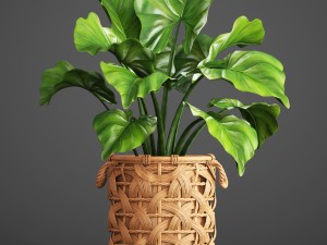 tropical plant in pot Modello 3D