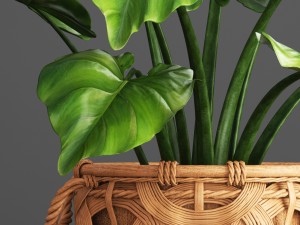 tropical plant in pot Modello 3D