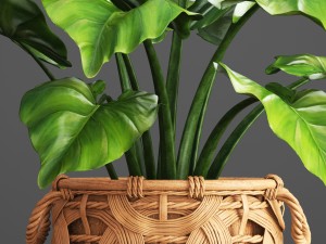 tropical plant in pot Modello 3D
