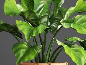 tropical plant in pot Modello 3D