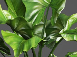 tropical plant in pot Modello 3D