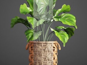 tropical plant in pot Modello 3D