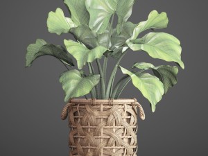 tropical plant in pot Modello 3D