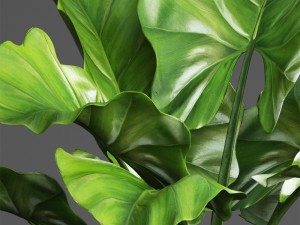 tropical plant in pot Modello 3D