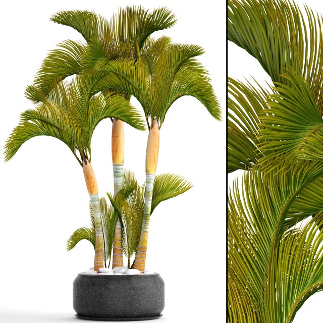 collection of tropical plants 3D Model .c4d .max .obj .3ds .fbx .stl .blend 