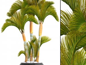 collection of tropical plants 3D Model