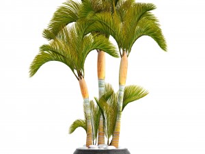 collection of tropical plants 3D Model