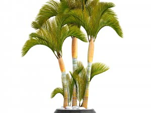collection of tropical plants 3D Model
