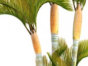 collection of tropical plants 3D Model