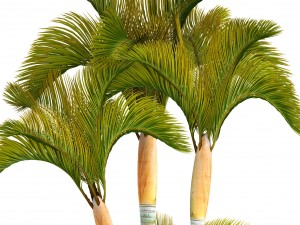 collection of tropical plants 3D Model