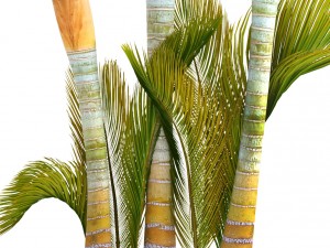 collection of tropical plants 3D Model