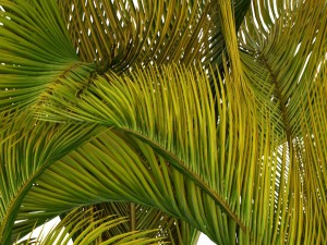 collection of tropical plants 3D Model