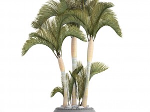 collection of tropical plants 3D Model