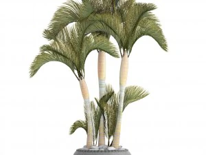 collection of tropical plants 3D Model