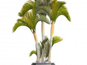 collection of tropical plants 3D Model