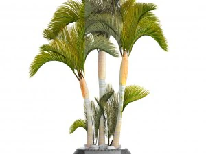 collection of tropical plants 3D Model