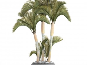 collection of tropical plants 3D Model