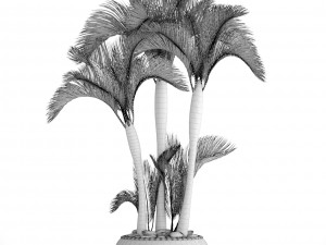 collection of tropical plants 3D Model