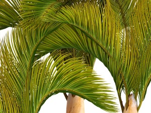collection of tropical plants 3D Model