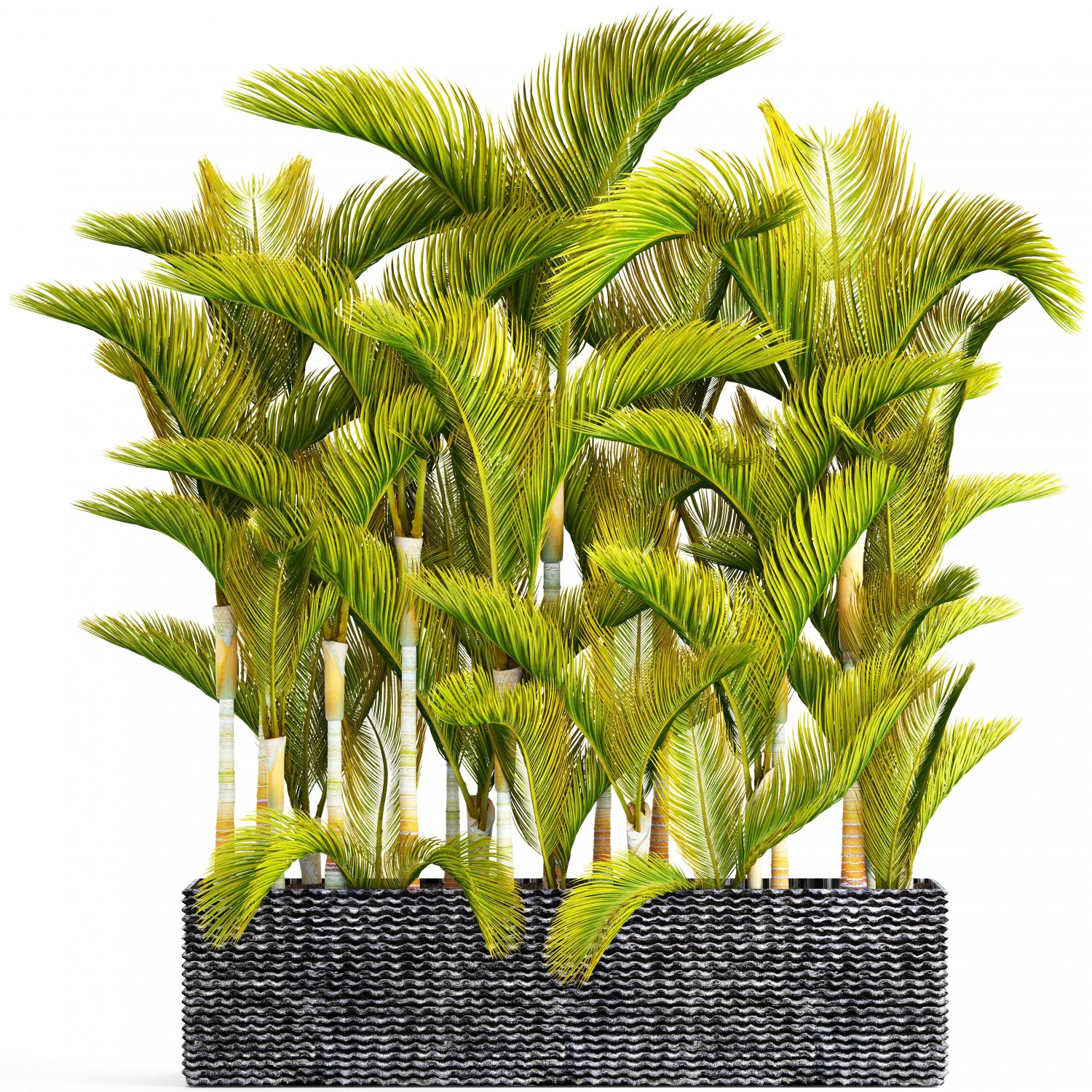 collection of tropical plants 3D Model .c4d .max .obj .3ds .fbx .stl .blend 