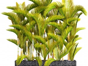collection of tropical plants 3D Model