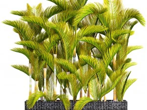 collezione di piante tropicali Modello 3D