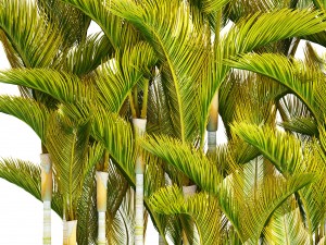 collection of tropical plants Modelo 3D