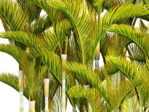 collection of tropical plants 3D Model
