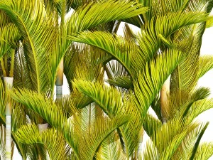 collection of tropical plants 3D Model