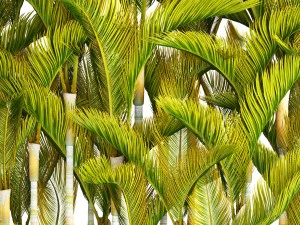 collection of tropical plants 3D Model