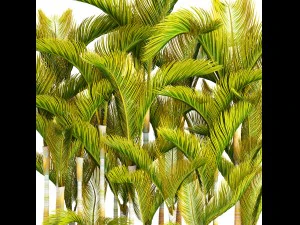 collection of tropical plants 3D Model