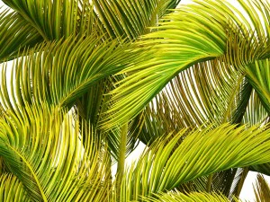 collection of tropical plants 3D Model
