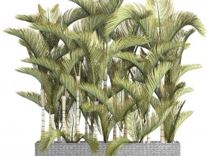 collection of tropical plants Modelo 3D