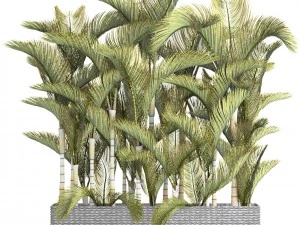 collection of tropical plants 3D Model