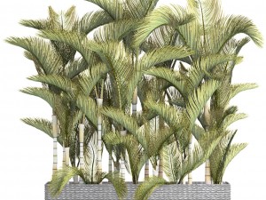 collection of tropical plants Modelo 3D