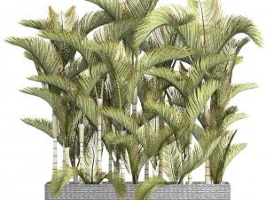 collection of tropical plants 3D Model