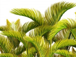 collection of tropical plants Modelo 3D