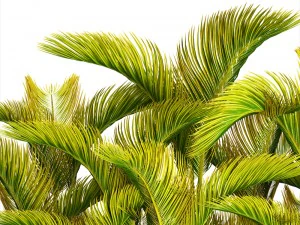 collection of tropical plants 3D Model