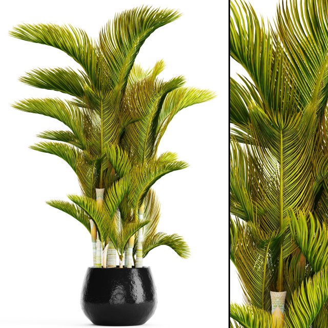 dypsis lutescens 3D Model .c4d .max .obj .3ds .fbx .stl .blend 