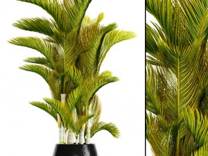 dypsis lutescens Modello 3D