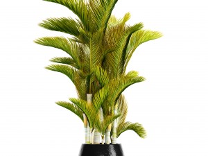 dypsis lutescens 3D Model