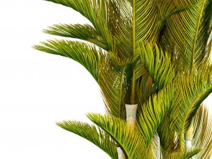 dypsis lutescens 3D Model