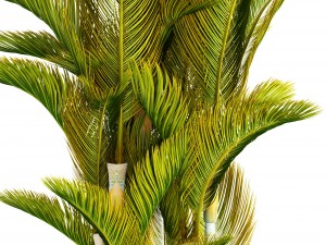 dypsis lutescens 3D Model